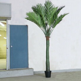 楽天市場 観葉植物 ココヤシの通販