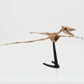Skeleton Kits プテロサウルス 【 恐竜 おもちゃ フィギュア 模型 オモチャ 標本 製作 玩具 骨格 人形 組み立てキット 】