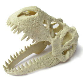 【取寄品】 T-REX頭蓋骨発掘セット ティラノサウルス 【 玩具 人形 フィギュア オモチャ おもちゃ 】