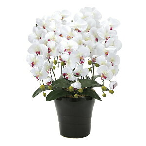 �y�����i�E�労�Ӊ��i �z�N�C�[���Ӓ���5�{��W/AB 916A150 ���G�}�l�H�A�� ���̊y�� 2019 W53×D50×H74cm�y�ʓr��������������ꍇ����E���b�s���O�͗L��(�s�̏ꍇ����)�z