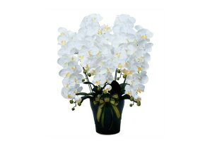 wG} ̊y CӒ5{W 532a300xwiBsEsEԕiLZEsxA[gt[ CeA v[g Mtg 蕨 G G} ̊y 