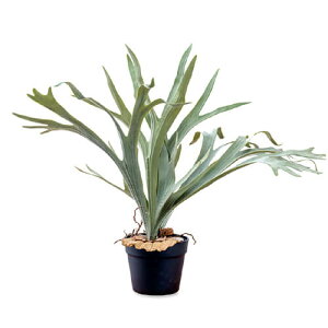 �y�����i�z�R�E�������� 80977 W65×D19×H61 POSH LIVING 2022 Collection GREEN 291�V���[�Y�y�w���V���i�z�C���e���A �l�H�ϗt�A�� �t�F�C�N�O���[��