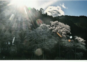 Ղ̎ʐ^ H n[ R̐_j  K^F A[g ≖ʐ^ VAio[