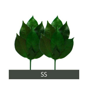 【2個セット】プリザーブド榊 SSサイズ:FS-001SS 1対 x 2【ヘルシ価格】プリザーブド加工 丹波産の天然椿葉を使用 仏壇 仏具 さかき