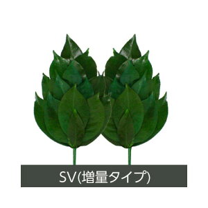 【2個セット】A&K プリザーブド榊 SVサイズ:FS-003SV 1対 x 2【ヘルシ価格】プリザーブド加工 丹波産の天然椿葉を使用 仏壇 仏具 さかき