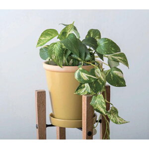 yizObV[|bg 13.5×H13 JVX/~U/^[RCY/AvRbg 30741/30742/30743/30760 POSH LIVING 2022 Collection GREEN 291V[YywVizCeA ϗtA  Aؔ v^