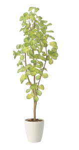 yizXoEqjA1.5 2429A240 W45×D35×H150cm G}lHA ̊y 2024ysizCeA lHϗtA A[gt[ Mtg 蕨 