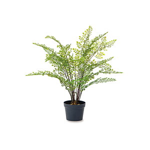 yizAWA^ 81126 H45 |bgTCY12×H9 POSH LIVING Collection 2025ywVizCeA CeA lHϗtA tFCNO[