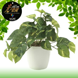 楽天市場 a 種類 植物 ポトス 花 観葉植物 花 ガーデン Diy の通販