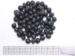  1000gysAԕiLZsiz