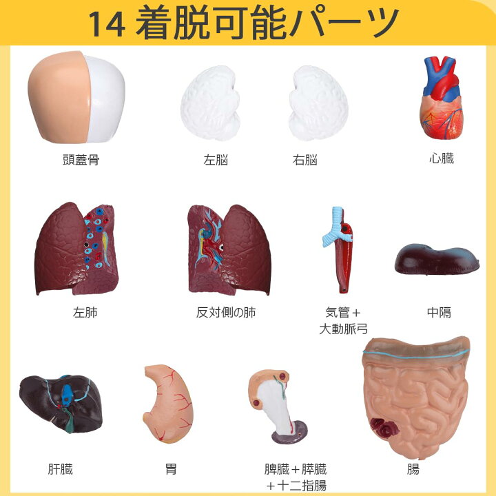 Amazon.co.jp: 教育ツール、女性患者ケアシミュレーター、ダミー、看護トレーニングシミュレーションモデル、男性と女性の看護マネキン、 看護医療トレーニングのための人体解剖モデル : 産業・研究開発用品 | 教育モデル患者ケアマネキン男性と女性の看護シミュレーター看護医療トレーニング用人体解剖学的モデル | 人体模型・解剖モデル | LUIVZD