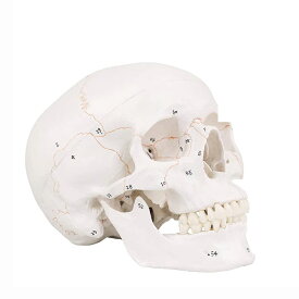 人類の頭蓋骨模型 実物大、医療解剖学的人間番号付き頭蓋骨モデル、3部構成、詳細な製品マニュアルが含まれています ライフサイズ