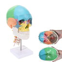 人間の色の頭蓋骨と頸椎モデル 等身大の頭蓋骨モデル 医療教育に適した頭蓋骨モデル ディスプレイ