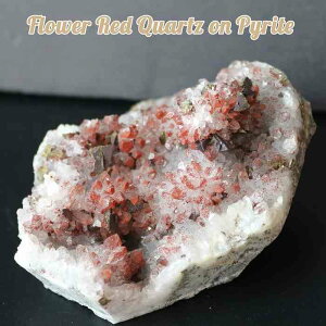  t[NX^[ pCCg z VR   NX^[ NX^[ t[NH[c t[ NX^ Ԑ fB[X Y v[g 蕨 Mtg