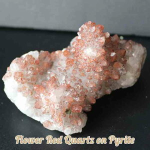 Ԑ t[NX^[ pCCg z VR   NX^[ NX^[ t[NH[c t[ NX^ Ԑ fB[X Y v[g 蕨 Mtg