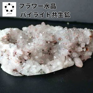 Ԑ t[NX^[ pCCg z VR   NX^[ NX^[ t[NH[c t[ NX^ Ԑ fB[X Y v[g 蕨 Mtg