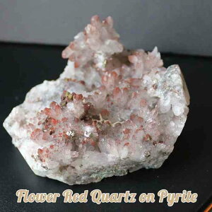 Ԑ t[NX^[ pCCg z VR   NX^[ NX^[ t[NH[c t[ NX^ Ԑ fB[X Y v[g 蕨 Mtg