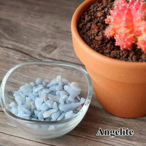  GWFCg 50g  Vg̐ VR NbVXg[ fB[X Y  v[g 蕨 ̐  pasmii