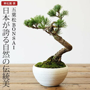 ミニ盆栽 五葉松 盆栽 植木の人気商品 通販 価格比較 価格 Com