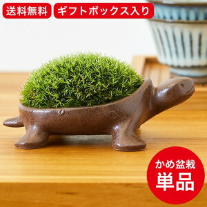 ミニ 盆栽苔の人気商品 通販 価格比較 価格 Com