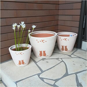 eRb^@n CAT & MOON@3_ZbgyfĐAؔz