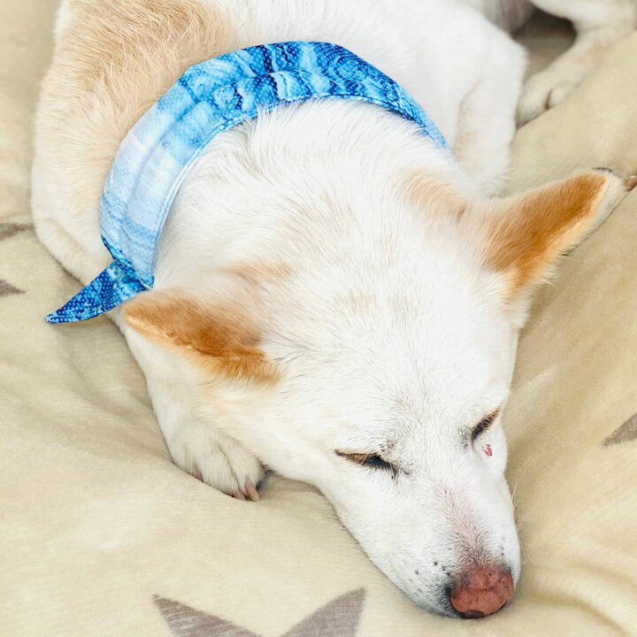 354円 史上一番安い クールリング アイスリング 犬 冷感 バンダナ お散歩