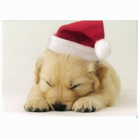 ラブラドールレトリバー クリスマスカード パピー 犬柄 犬雑貨