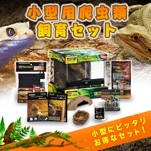 テラリウム セット - 爬虫類・両生類用飼育アクセサリーの人気商品 