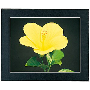 ������� 504723 FUJICOLOR �}�b�g�p�l��DX A4 �u���b�N�y�݌ɖڈ�:�����񂹁z