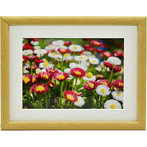  407796 FUJICOLOR ؐz M20 4 ؒny݌ɖڈ:񂹁z