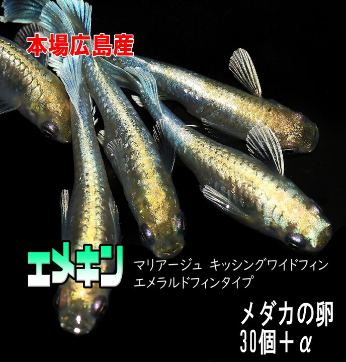 富士宮めだか エメキン×グランブルー 1ペア メダカ 産卵中