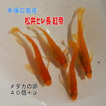 楽天市場】楊貴妃 ヒレ 長 メダカの通販