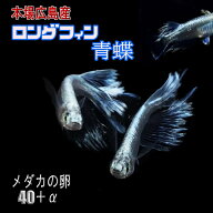 めだかの卵 ロングフィン青蝶 40個＋α 改良 メダカ 広島産 ピースガーデン 幹之 鉄仮面 スーパーブルー 青