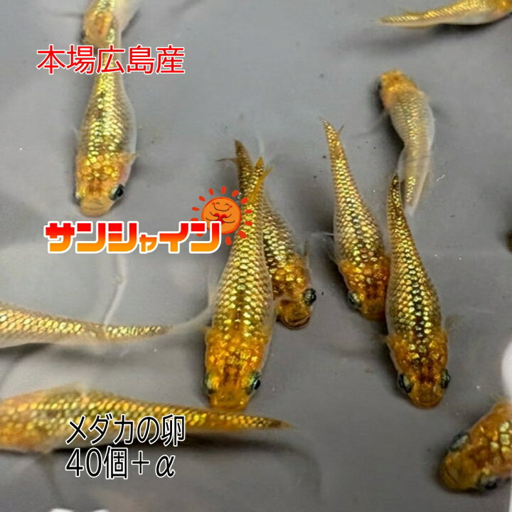 楽天市場】メダカの卵 サンシャイン 40個＋α 改良 メダカ 広島産 