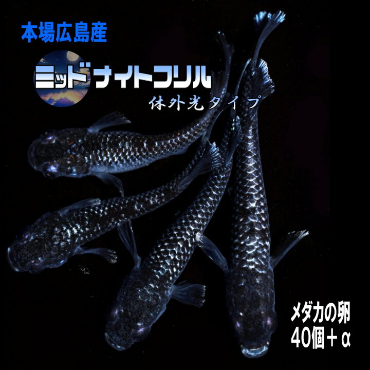 楽天市場】めだかの卵 ミッドナイトフリル 体外光 40個＋α 本場広島 