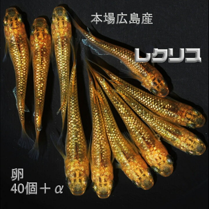 楽天市場】メダカの卵 レクリス 40個＋α 本場広島産 改良めだか 