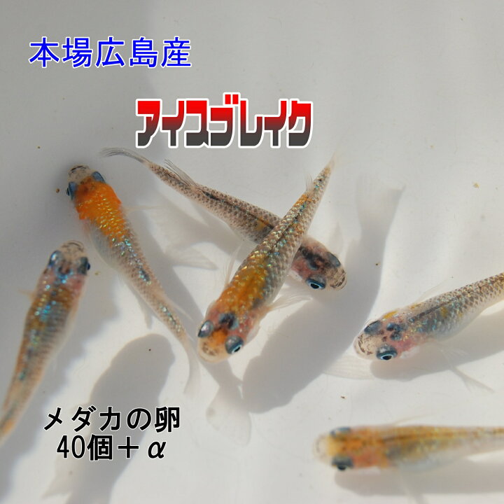 楽天市場】メダカの卵 アイスブレイク 40個＋α 改良 メダカ 広島産 
