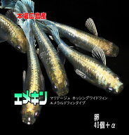 めだかの卵 エメキン 40個＋α 改良 メダカ マリアージュキッシングワイドフィン エメラルドフィン 本場…
