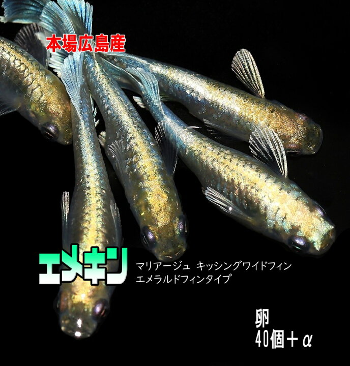 めだか）一点物 エメラルドムーンメダカ（1ペア） 楽天市場】めだかの 