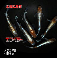 めだかの卵 エンペラー 40個＋α 改良メダカ 広島産 ピースガーデン 紅白 ヒレ青 ロングフィン 厳選 健康…