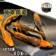 めだかの卵 竜章鳳姿 40個＋α 改良 メダカ 広島産 ピースガーデン レッド ヒレ長 赤 メダカ