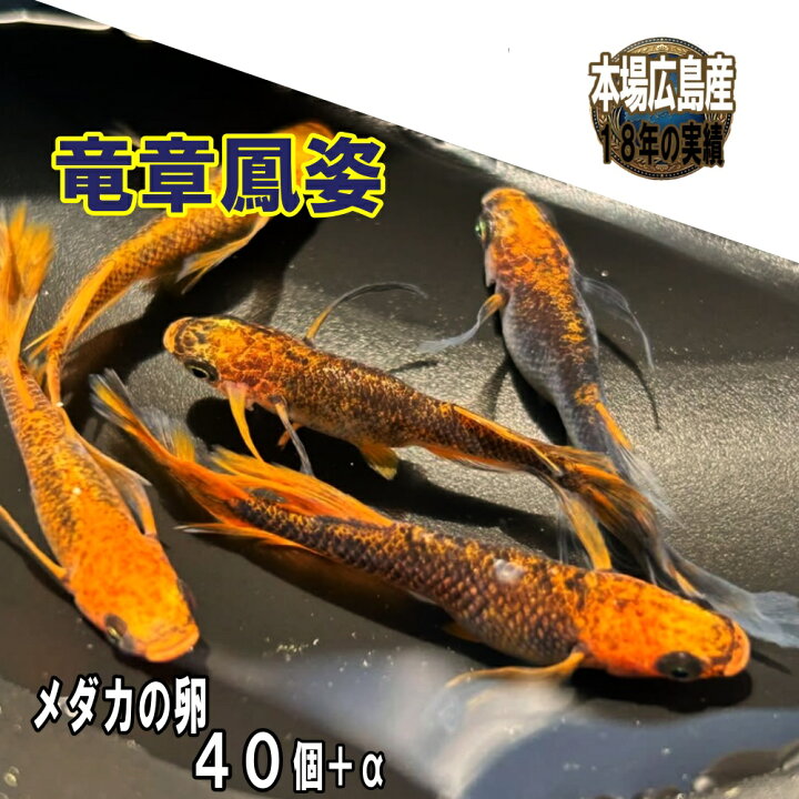 楽天市場】めだかの卵 竜章鳳姿 40個＋α 改良 メダカ 広島産 ピース 