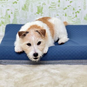  ybgp xbh  Ђ N[ ⊴ z ʋC Ռz ̈U ̂ɃtBbg Wonddy Super Cool Bed DS/SC/SET-M/blue