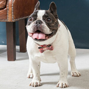 p ^  WG[^C v nv gp ㎿ i OWA[ ^C {`[ U[   NowFountain iEAht@Ee