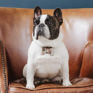 p J[ C^AU[ v nv ^CU[ WG[Xg[ S[hp[c { OWA[   NowFountain iEAht@Ee  2024胂f