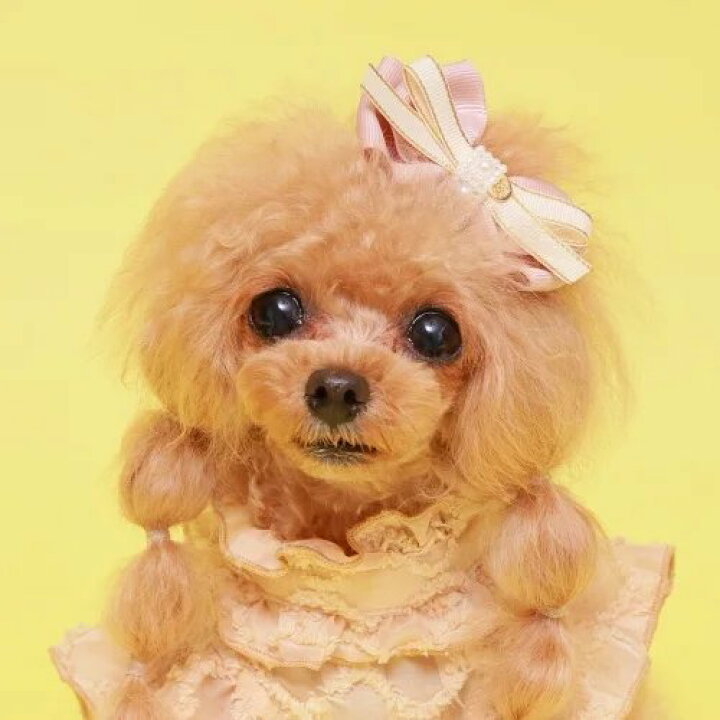 楽天市場】犬 犬用 ヘア アクセサリー バレッタ りぼん かわいい 