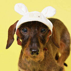 yGODPIVAz܎fjLbvmSbhson Xq Lbv 킢  fjn E\ TCY O΍ {