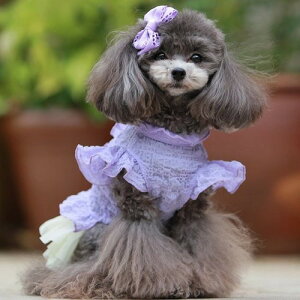 yGODPIVAzt[cts[XmSbhson  hbOEFA VH ̐n  tF~j K[[