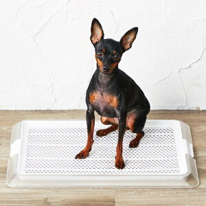 y{rARzybg[NAbV STCY pgCg[ bVt Rې ~ M[TCY