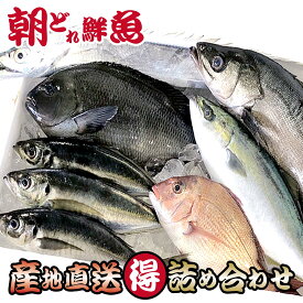 鮮魚セット 丸ごと 5〜6種類 詰め合わせ 『 三浦半島 産地直送 朝どれ でらっくすコース 』 下処理なし 地魚 新鮮 海鮮 お取り寄せ 鮮魚box【送料無料】 早鈴直売所